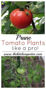 how to prune tomato plants like a pro