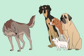 The Origin Of Dogs When Where And How Many Times Were