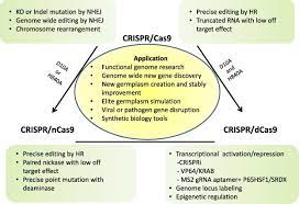 crispr cas9 ated genome editing in