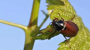 Der japankäfer kann an vielen kulturpflanzen massive schäden anrichten. Junikafer Maikafers Kleiner Bruder Br Wissen
