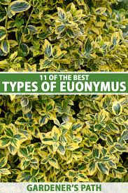 11 types of euonymus choosing the best