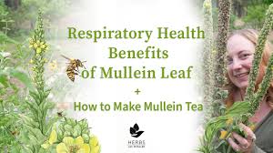 mullein leaf how to make mullein tea