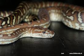 female and male bredli pythons morelia