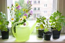 how to grow herbs indoors the daily