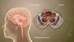 The brainstem regulates vital cardiac and respiratory functions pons : Brainstem Wikipedia