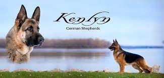 German shepherd puppies just got home call only for more details. Kenlyngermanshepherd German Shepherd German Shepherd Breeders Shepherd