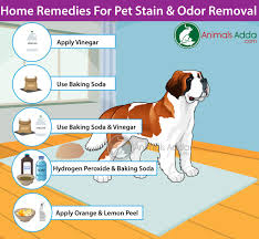 remove pet stains and odors