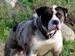 The bulldog breed comes from britain. Alapaha Blue Blood Bulldog Dog Breed Ukpets