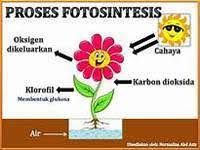 Tumbuhan, berbeda dengan jenis organisme lainnya. Sains Tahun 4 Fotosintesis Science Quiz Quizizz