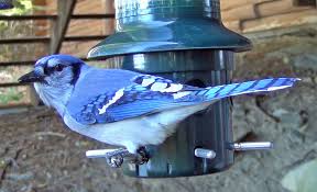 Not always conspicuous, they slip. Blue Jays Are Swarming Maine Feeders And Stealing Food
