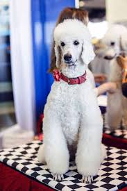 Try shortening outside time a little more every few days. Are Poodles Good Apartment Dogs Urban Dog