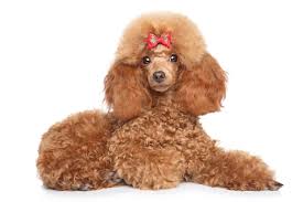 toy poodle stock photos royalty free