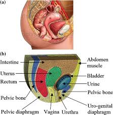 S4 cleveland clinic journal of medicine volume 72. Anatomical Structure Of The Female Pelvis And The Corresponding Download Scientific Diagram