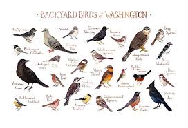 Find bird breeders in canada | visit kijiji classifieds to buy, sell, or trade almost anything! This Watercolor Painting Features 25 Backyard Birds Of Washington As A Field Guide Chart It Features The Following Backyard Birds Bird Poster Nature Wall Art