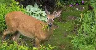 The 20 Best Deer Resistant Shrubs To