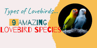 types of lovebirds 9 amazing lovebird