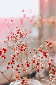 gypsophila or baby s breath flowers