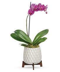 architectural orchid alexandria va
