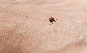 7 natural tick remes that work