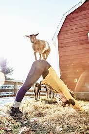 goat yoga at smiling hill farm