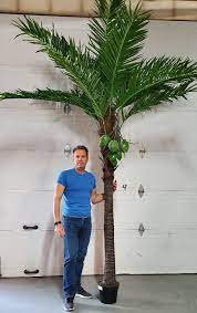 Artificial Palm Trees Like Real Oasis