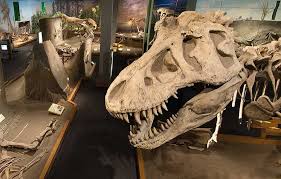the royal tyrrell museum of