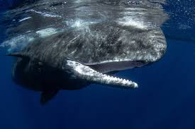 wildlife guide whale facts