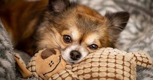kidney failure in dogs a comprehensive