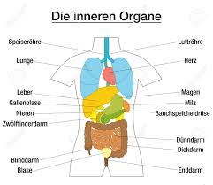 Inner Organs Schematic Chart With Colored Organs And Appropriate