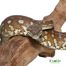 bredl s carpet python exotic reptiles