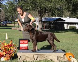 She is aca registered, vet checked, vaccinated, wormed and comes with a 1 year. Trupride Labradors Florida Breeder Of Quality Chocolate Labrador Retrievers