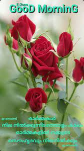 Let the sunshine so bright and remove all the worries from your life. Red Rose Good Morning Pictures Malayalam