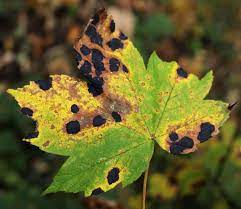 treating black spots on maple leaves