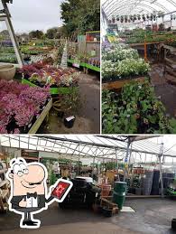 blackbrooks garden centre in hastings