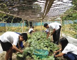 promote vegetable gardening