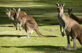Kangaroos langjacke mit bedrucktem innenfutter. Australian Hunters To Harvest 14k Kangaroos For Pet Food Petfoodindustry Com