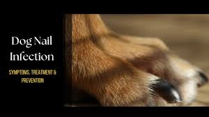dog nail infection symptoms treatment