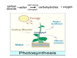Leaves And Photosynthesis What