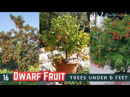 16 Dwarf Fruit Trees Under 6 Feet
