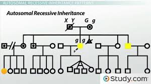 Pedigree Analysis In Human Genetics Inheritance Patterns
