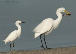 Great Egret - Snowy Egret Size and Appearance Comparison - On The Wing  Photography