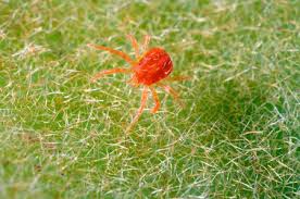 Getting Rid Of Spider Mites In Container Gardens