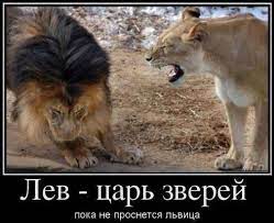 Лев - царь зверей, пока не проснется львица :)