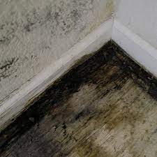 Black Mold Pictures Image Gallery