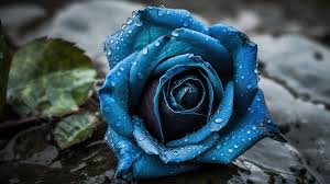 blue rose picture