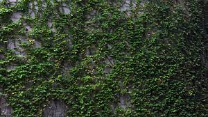 A Green Wall - Plant Wall Wallpaper Hd ...