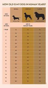 Your Dogs Age In Human Years A Conversion Chart Dogs