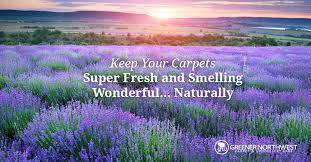 carpets super fresh and smelling