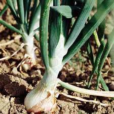 Αποτέλεσμα εικόνας για κρεμμύδι