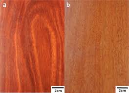 cell walls of two solid wood floorings